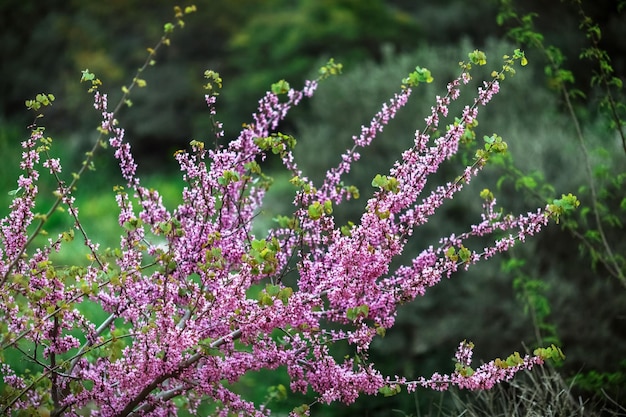 Un albero redbud con foglie verdi in background