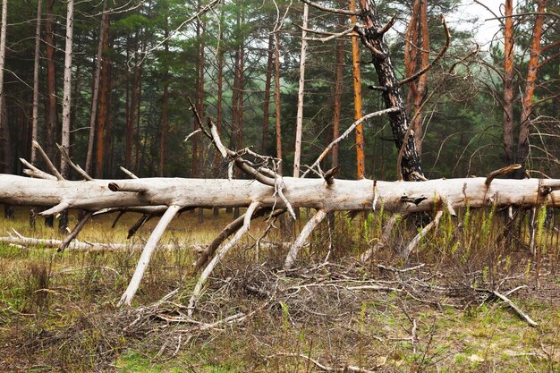 Un albero secco abbattuto in una foresta di pini coniferi