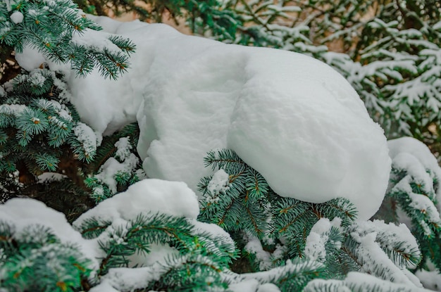 Un albero sempreverde innevato con un abete rosso blu in primo piano.