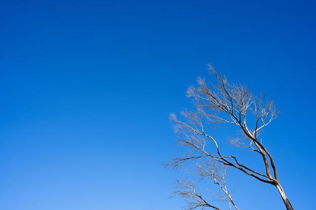 Un albero senza foglie contro un cielo blu