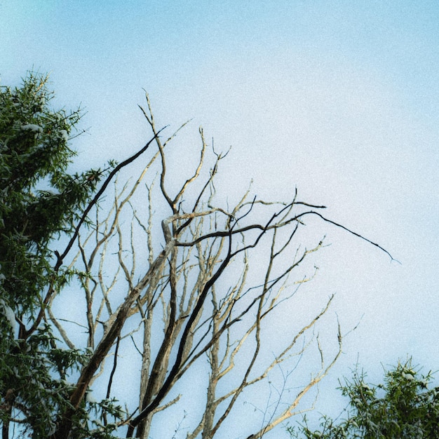 Un albero senza foglie e la parola "morto" sopra