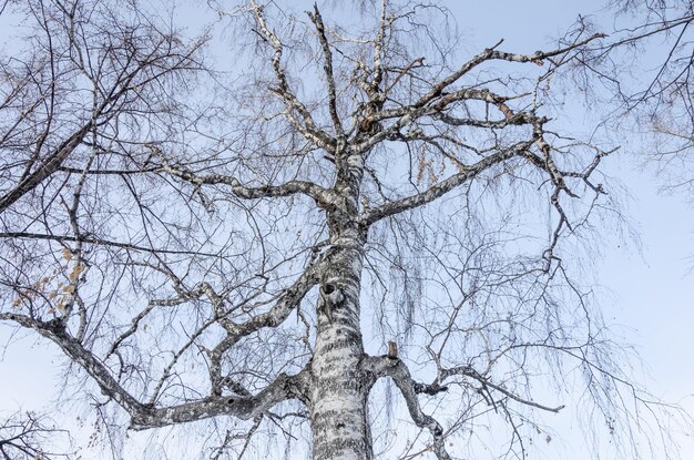 Un albero senza foglie e rami senza foglie