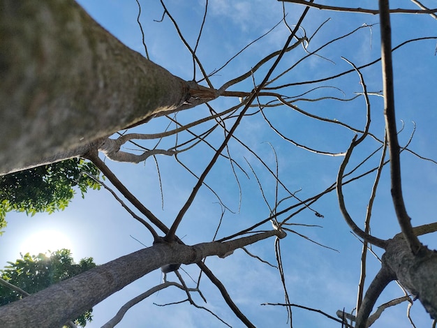 Un albero senza foglie e un cielo azzurro sullo sfondo.