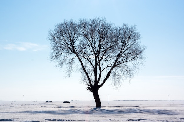 Un albero silhouette in inverno nella neve