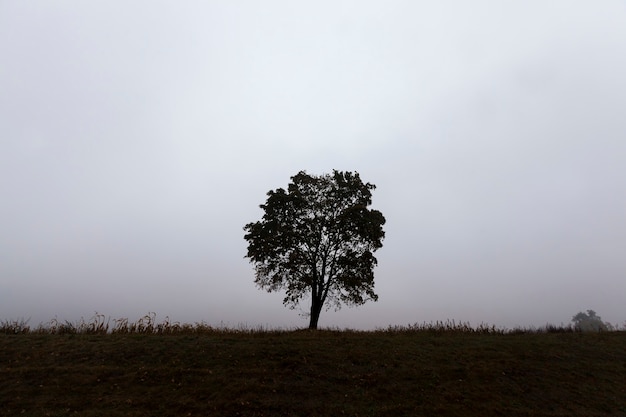 Un albero solitario che cresce in una zona desertica, l'albero è alto e si distingue dagli altri alberi, bellissima natura con un unico albero solitario