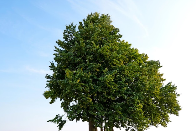 Un albero solitario contro un cielo blu