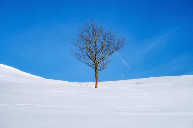 Un albero solitario in un campo nevoso Paesaggio invernale durante il giorno Cielo sereno Paesaggio invernale come sfondo