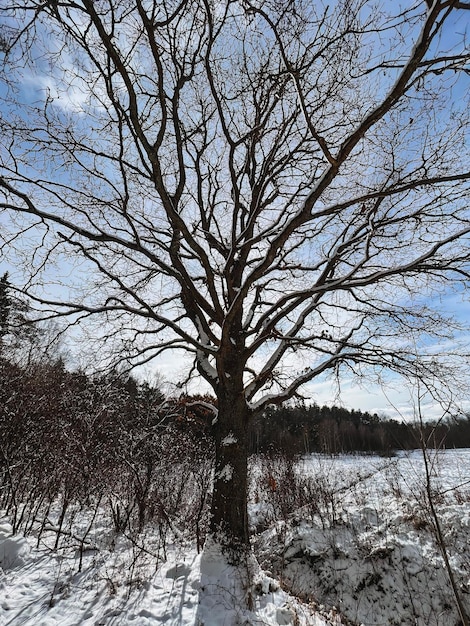 Un albero spoglio senza foglie sui rami Albero invernale