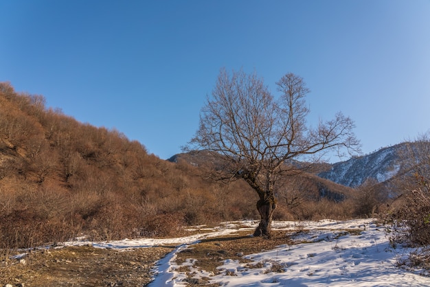 Un albero spoglio su un fianco di una montagna illuminato dai raggi del sole