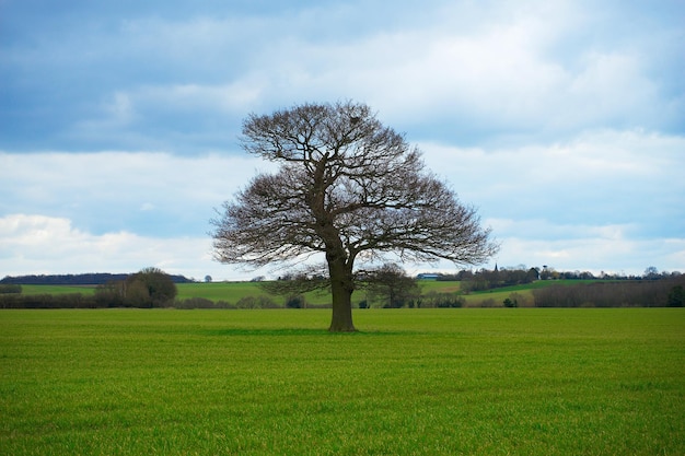 Un albero su un campo Foto