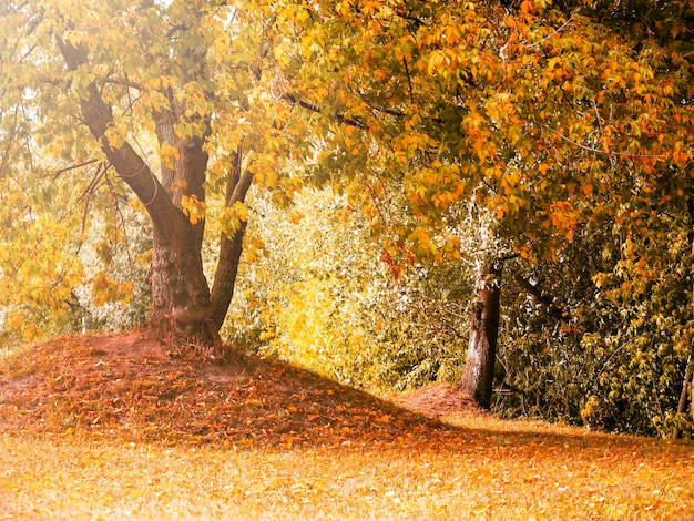 Un albero su un poggio nel parco