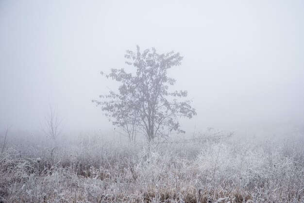 Un albero sul campo nella nebbia e nel gelo