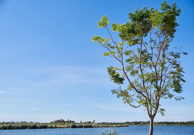 Un albero sul lago con un cielo blu sullo sfondo