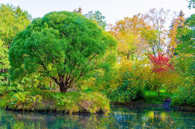 Un albero sulla riva di un lago dai colori autunnali