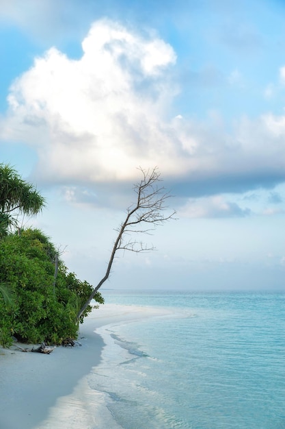 Un albero sulla spiaggia alle Bahamas