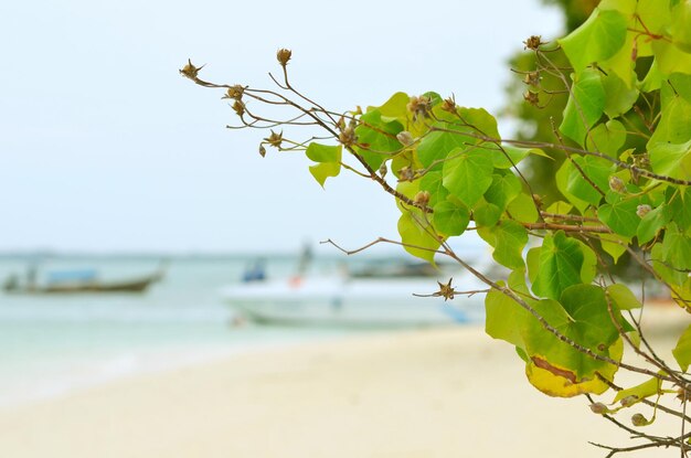 Un albero sulla spiaggia e barche sullo sfondo. Spiaggia sull'isola, bellissimo paesaggio