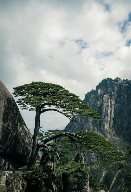 Un albero sulle rocce