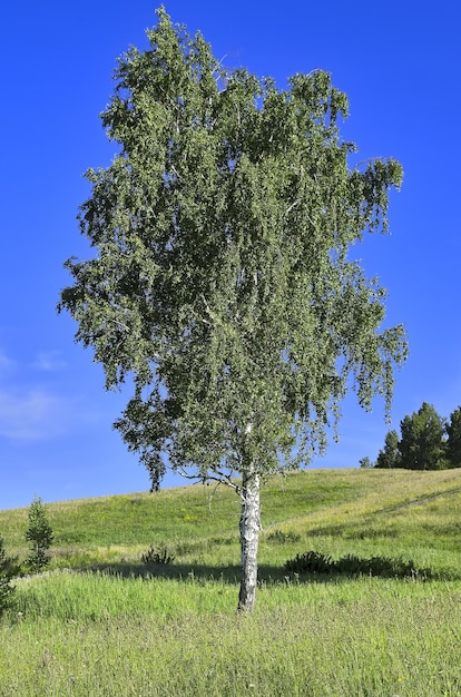 Un albero tra erba fresca su uno sfondo di cielo blu Regione di Novosibirsk Siberia Russia