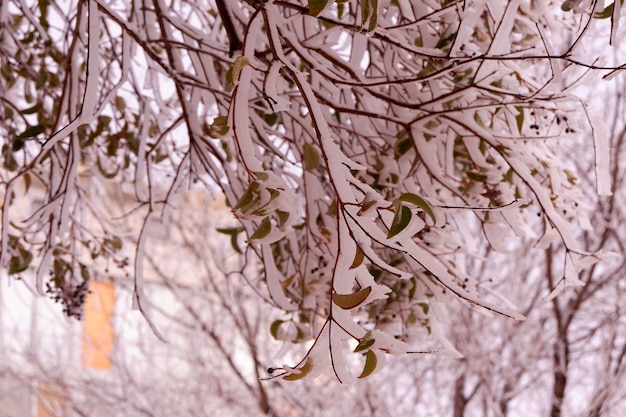 Un albero verde nel parco era coperto di ghiaccio Spagna Temperature anomale Cambiamento climatico globale