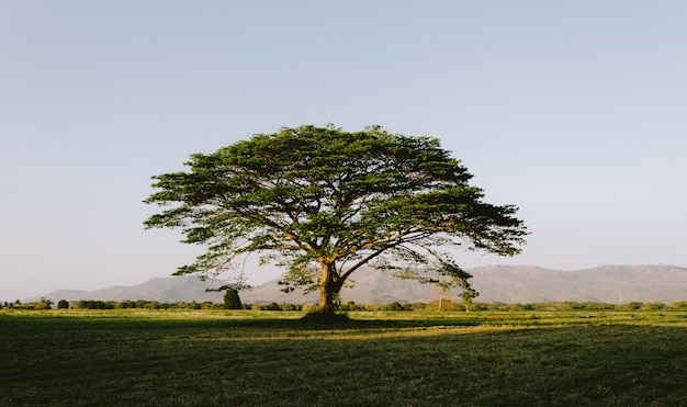 Un albero