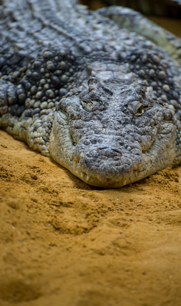 Un alligatore è un coccodrillo del genere Alligator della famiglia Alligatoridae, struttura ravvicinata della pelle di alligatore