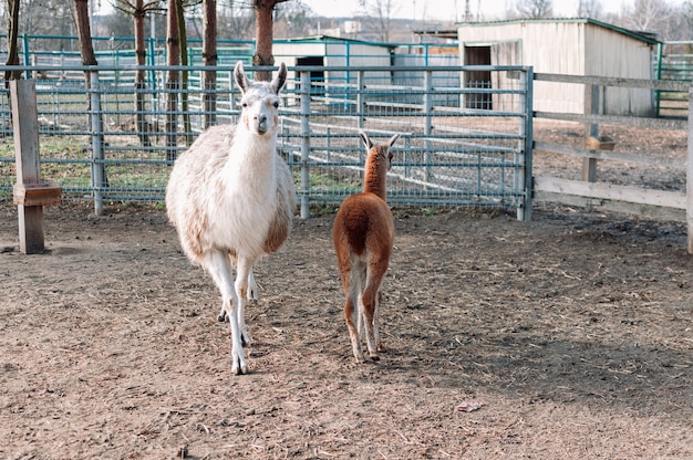 Un alpaca con il suo cucciolo che ricorda un lama del sud america è nel suo recinto in una fattoria