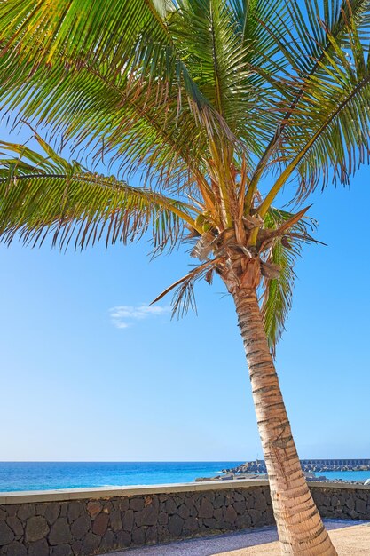 Un'alta palma su un patio o una veranda con vista sull'oceano in una popolare località turistica di Santa Cruz La Palma Isole Canarie Una vacanza e una destinazione di viaggio su un'isola tranquilla e tropicale