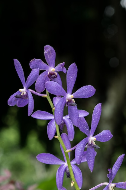 Un&#39;altra immagine di foto viola