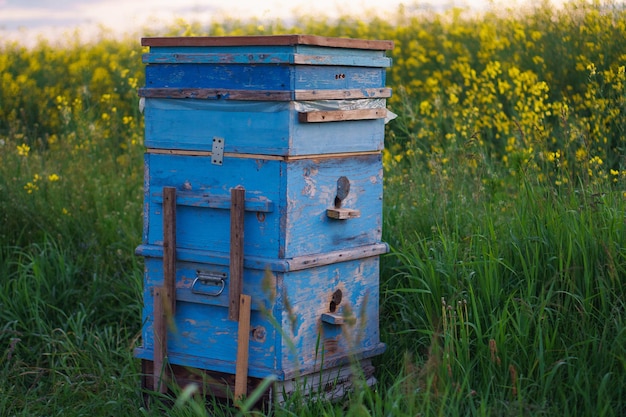 Un alveare di legno blu con api mellifere si trova accanto a un campo in fiore