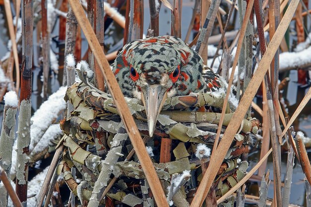 Un amaro camuffato tra le canne