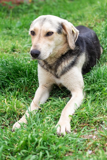 Un amichevole cane sterilizzato da cortile giace sull'erba verde