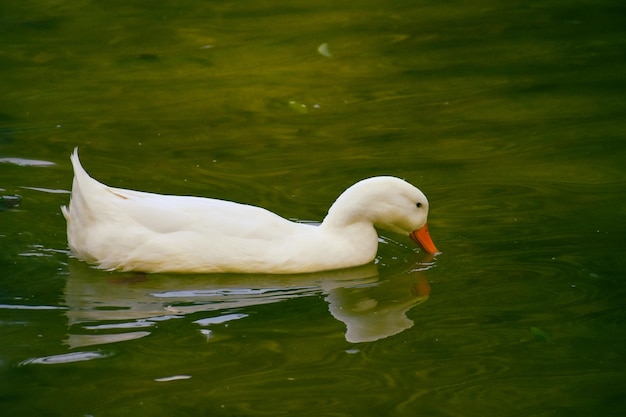 Un'anatra bianca che nuota in uno stagno verde