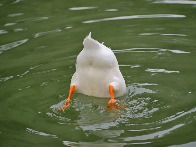 Un'anatra che si tuffa in un lago