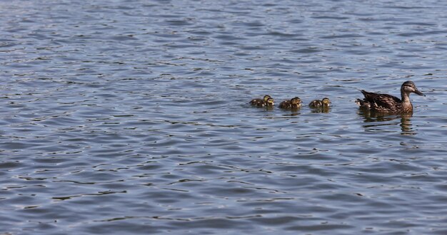 un'anatra con dei piccoli anatre nuota sul lago in estate.