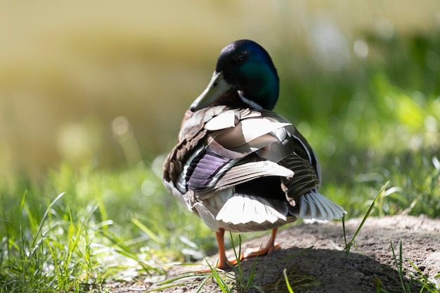 Un'anatra con la testa bianca e le piume verdi si trova su un prato.