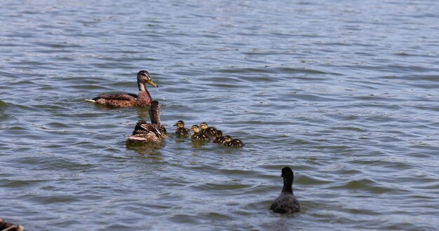 un'anatra con piccoli anatre nuota sul lago in estate