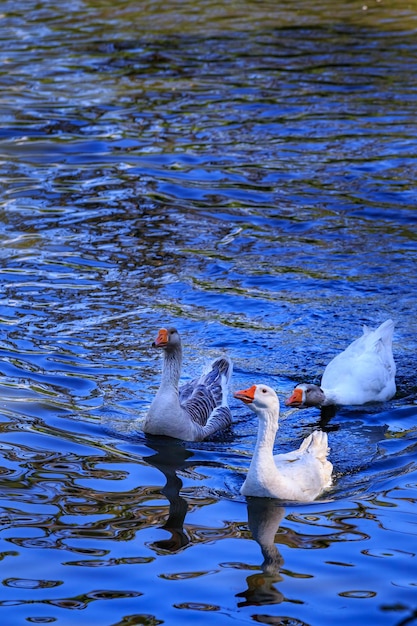 Un'anatra con una faccia bianca sta nuotando nell'acqua.