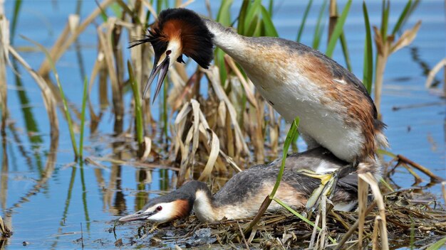 un'anatra e i suoi anatre sono in uno stagno