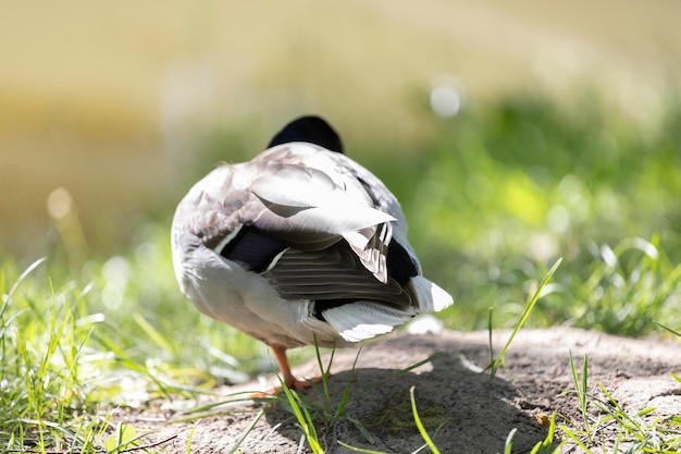 Un'anatra è in piedi sull'erba e la coda è bianca e nera.