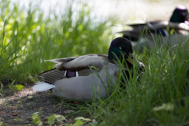 Un'anatra è seduta nell'erba e l'erba è verde.