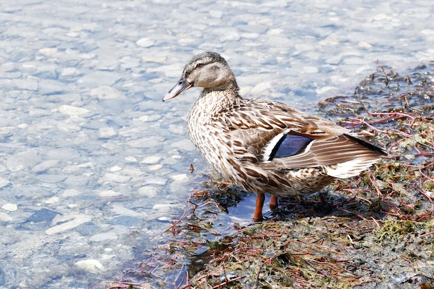 Un'anatra in piedi sulla riva di un lago