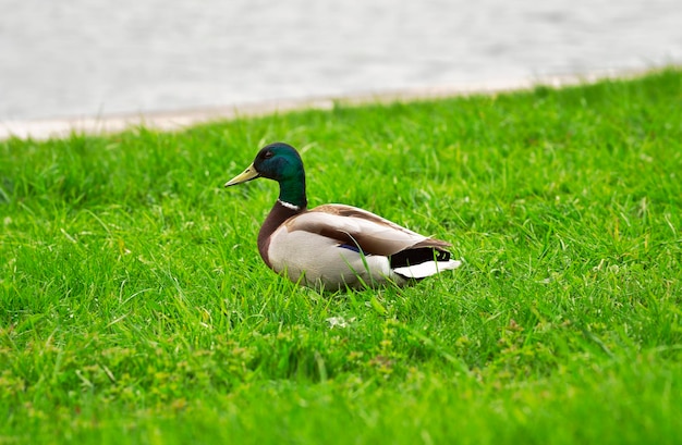 Un'anatra in un prato verde