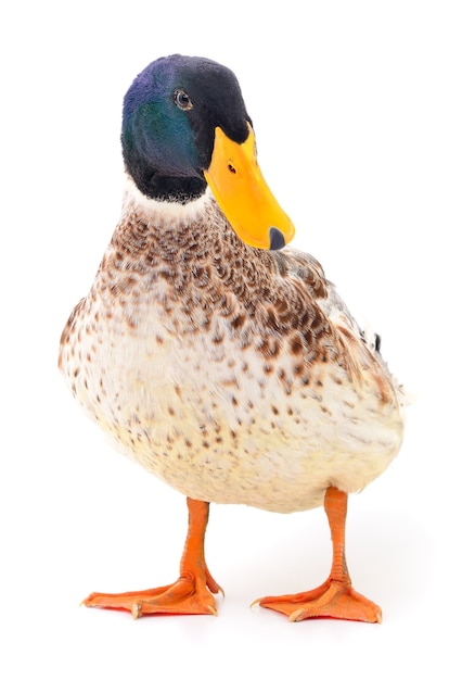 Un'anatra marrone isolata su fondo bianco.