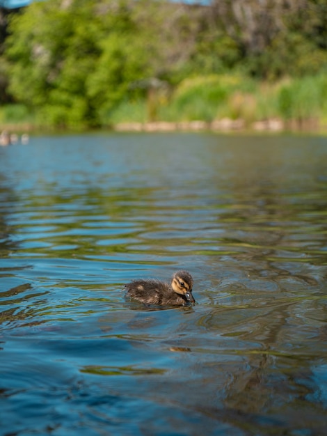 Un'anatra nuota in un lago con un albero sullo sfondo.