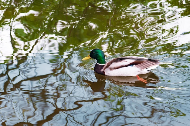 Un'anatra nuota in uno stagno con il riflesso degli alberi sull'acqua.