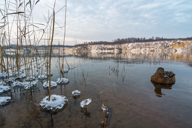 Un'anatra nuota tra i banchi di ghiaccio sull'acqua in uno stagno gelido in una giornata invernale