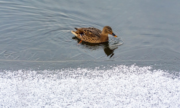 Un'anatra nuotava fino al bordo del ghiaccio in uno stagno gelido in una giornata invernale