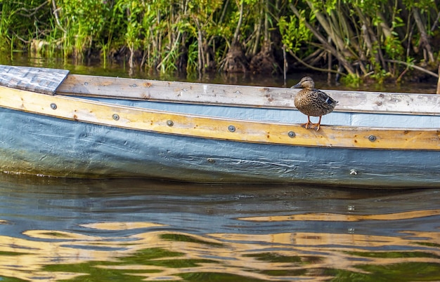 Un'anatra selvatica siede sul bordo di una barca sul lago