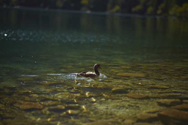 Un'anatra sta nuotando in un lago di montagna Concetto di una vacanza tranquilla e pacifica nelle montagne d'Europa