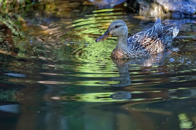 Un'anatra sta nuotando nell'acqua